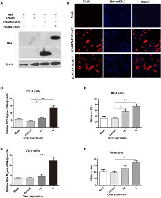 Frontiers | Newcastle Disease Virus V Protein Inhibits Cell 